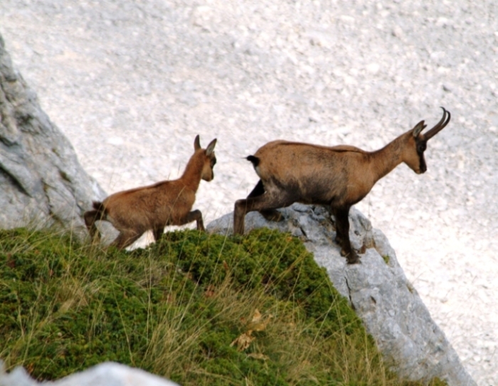 Camoscio d''Abruzzo Rupicapra pyrenaica ornata